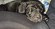 King joined the competition — help win amazing prizes! animal, black_dog, blanket, closeup, companion, cozy, cute, dog, domestic_animal, fur, indoor, nap, paw, pet, puppy, relaxation, resting, sleeping, snuggle, young_dog