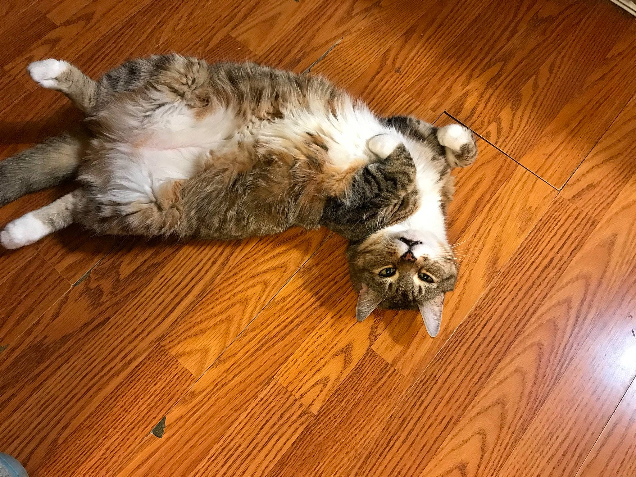 Tigger