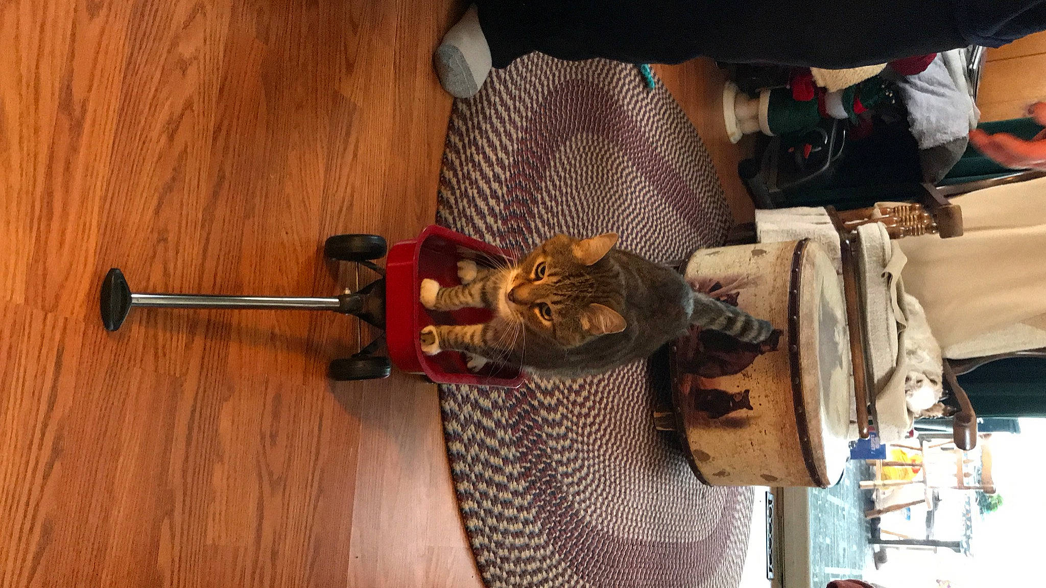 Tigger joined the competition — help win amazing prizes! cat, felidae, folk_instrument, fur, guitar, hardwood, hat, metal, musical_instrument, plucked_string_instruments, room, small_to_medium_sized_cats, string_instrument, whiskers, wood, wood_stain