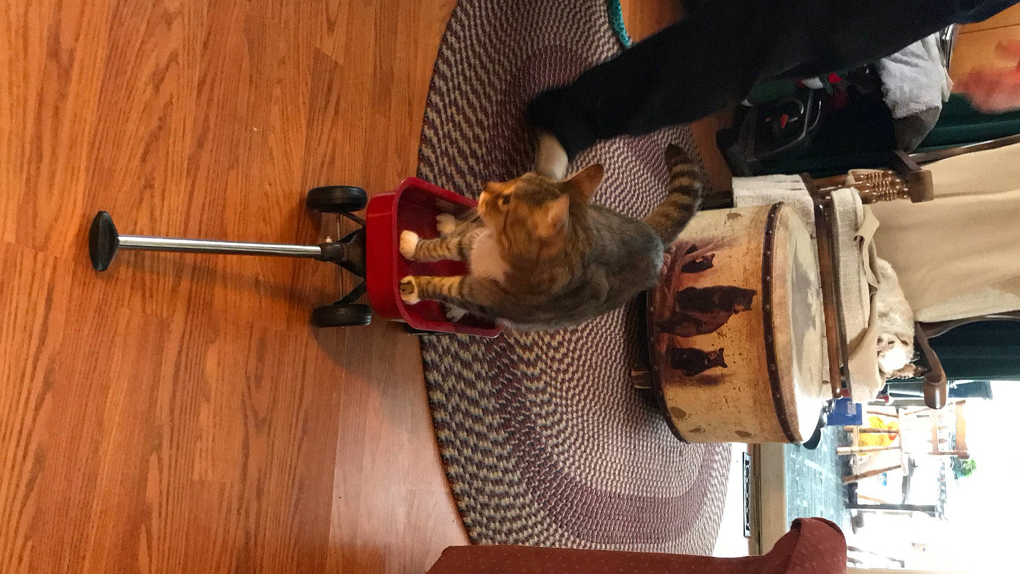 Tigger joined the competition — help win amazing prizes! carnivore, cat, drum, felidae, flooring, folk_instrument, fur, guitar, hardwood, hat, musical_instrument, plucked_string_instruments, room, string_instrument, sun_hat, thread, wood, wood_flooring, wrist