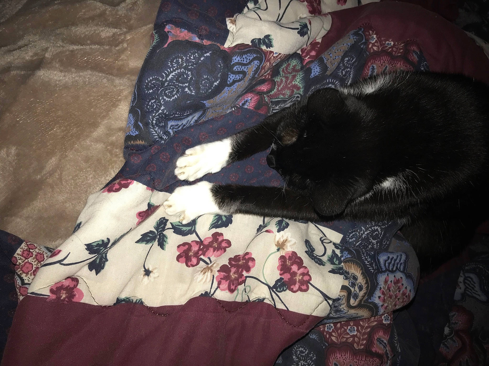 Trouble is registered to the contest to win money with this photo: baby_toddler_clothing, bedding, black_cat, carmine, carnivore, cat, comfort, creative_arts, felidae, fur, linens, magenta, pattern, room, sleeve, small_to_medium_sized_cats, textile, tints_and_shades, visual_arts, whiskers