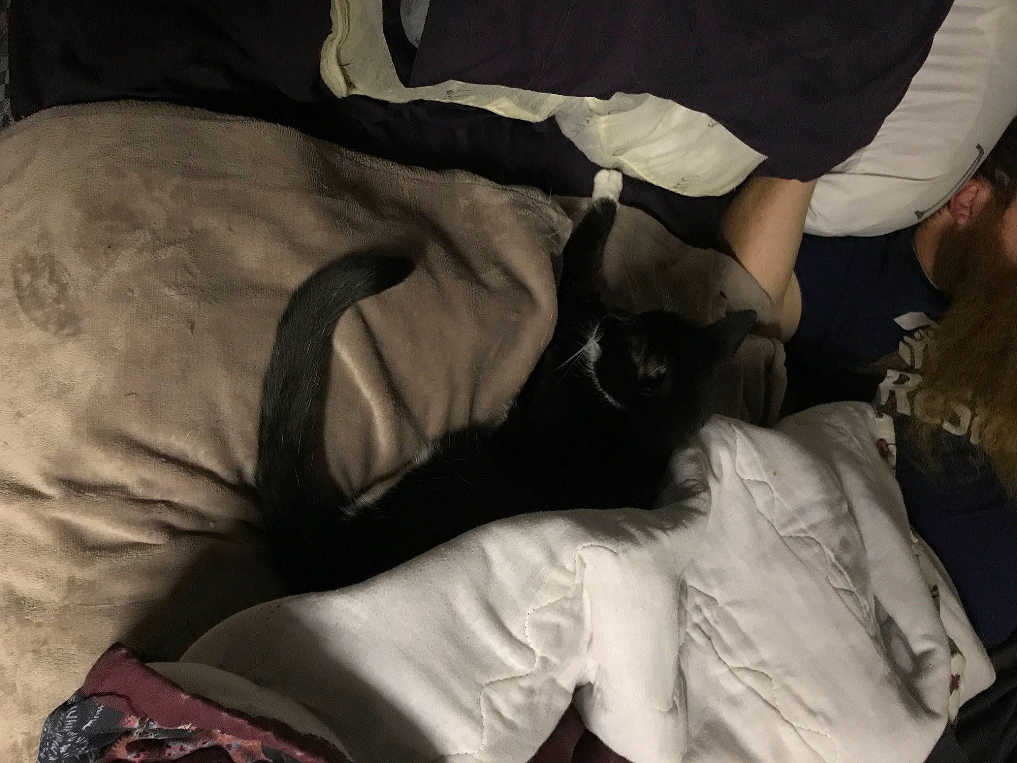 Trouble joined the competition — help win amazing prizes! bedding, comfort, companion_dog, elbow, event, felidae, fur, gesture, grey, human_leg, knee, linens, monochrome, monochrome_photography, room, sitting, small_to_medium_sized_cats, t_shirt, textile, thigh