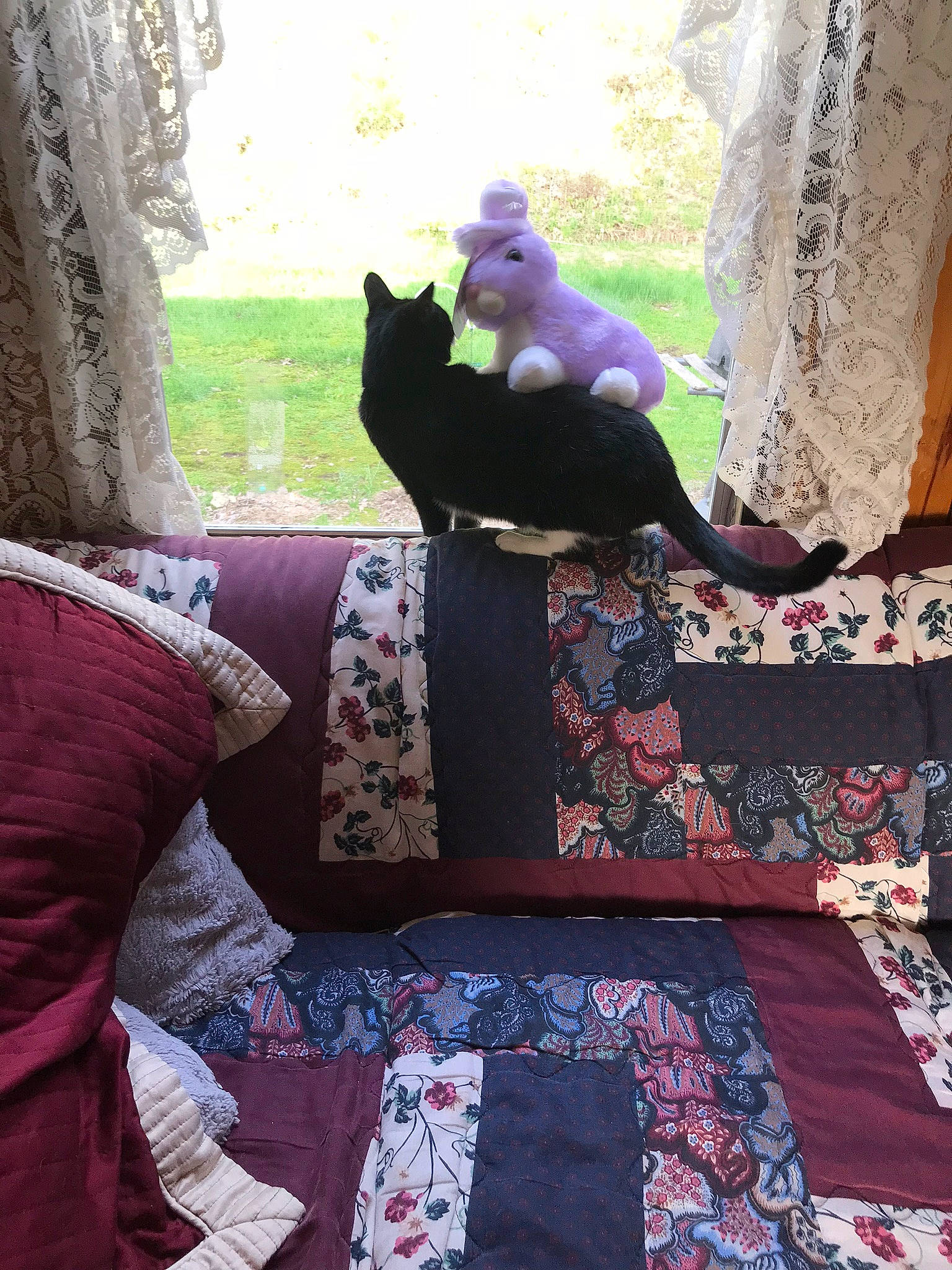 Trouble is registered to the contest to win money with this photo: carnivore, cat, comfort, felidae, flooring, grass, human_leg, linens, magenta, pattern, pink, plant, purple, sitting, small_to_medium_sized_cats, tail, textile, tints_and_shades, toy, wood