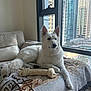 blanket, chew_toy, city_view, couch, dog, ears, fur, indoor, living_room, paw, pet, portrait, rawhide_bone, relaxed, skyline, skyscraper, sunlight, urban, white_dog, window