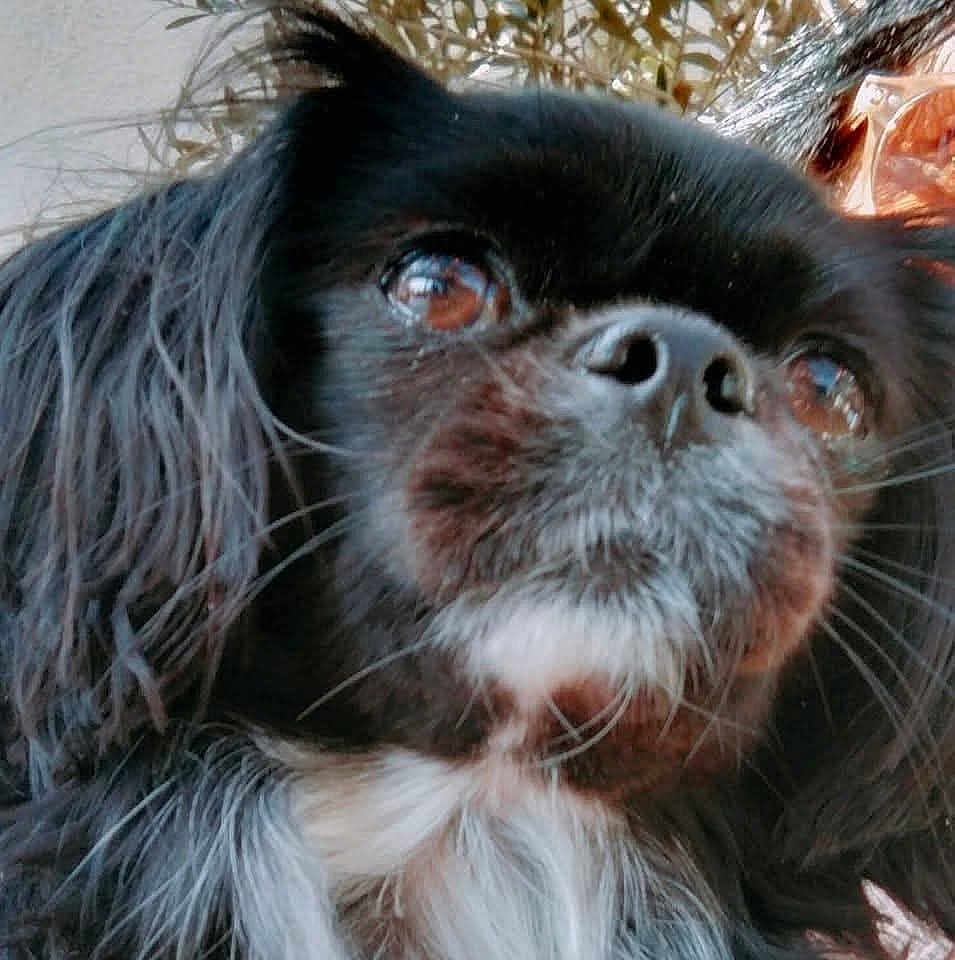 Selfie a rejoint le concours — aidez-le/la à gagner de superbes lots ! dog, close_up, black_fur, white_fur, pet, animal, face, whiskers, nose, eyes, portrait, canine, fur, outdoor, curious, calm, small_dog, looking_up, fluffy, companion