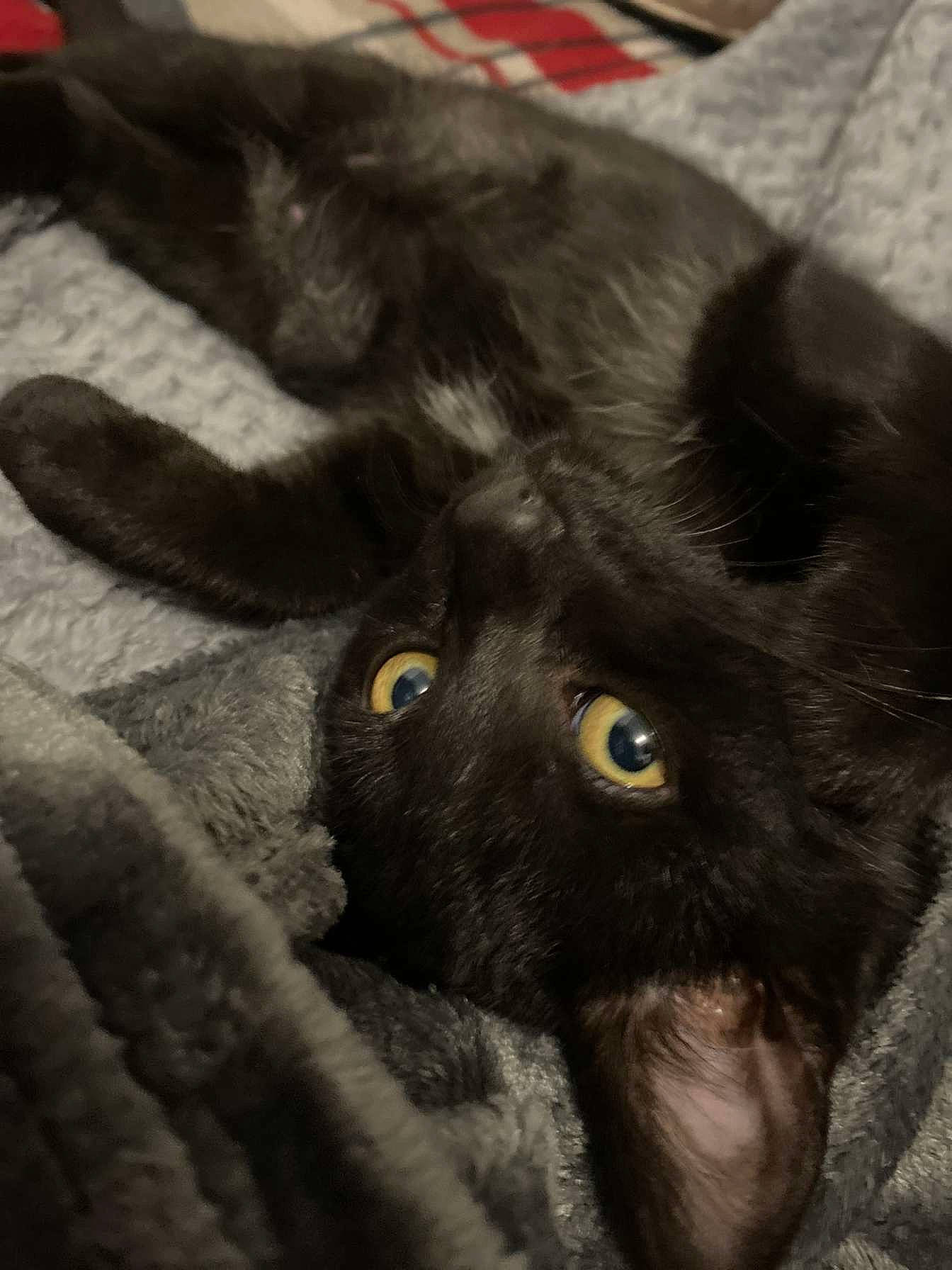 Krokmou a rejoint le concours — aidez-le/la à gagner de superbes lots ! black_cat, bombay, carnivore, cat, claw, comfort, domestic_short_haired_cat, felidae, fur, grey, paw, small_to_medium_sized_cats, snout, tail, terrestrial_animal, whiskers