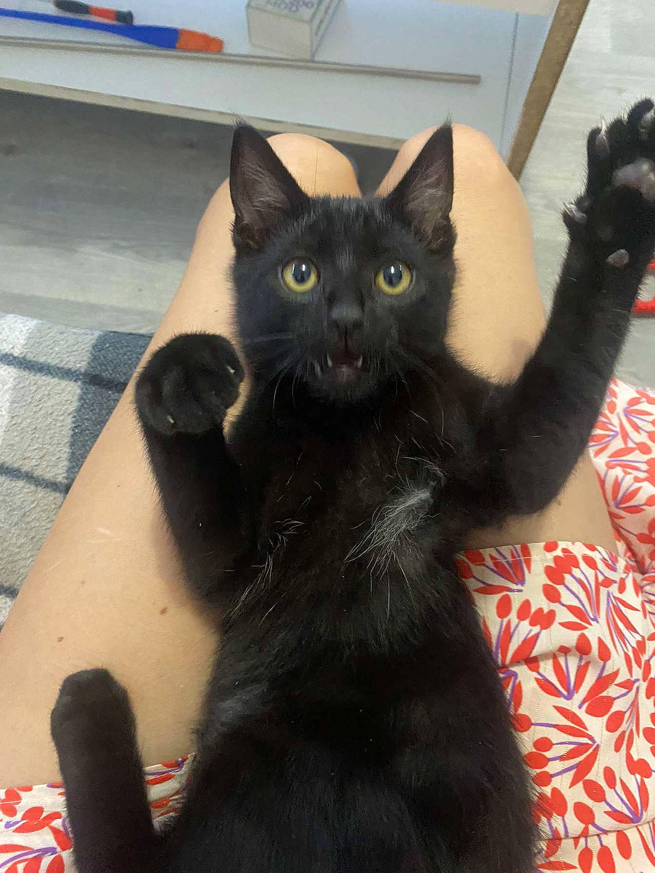 Krokmou a rejoint le concours — aidez-le/la à gagner de superbes lots ! black_cat, bombay, carnivore, cat, cat_supply, claw, comfort, domestic_short_haired_cat, felidae, foot, fur, paw, sitting, small_to_medium_sized_cats, snout, tail, whiskers