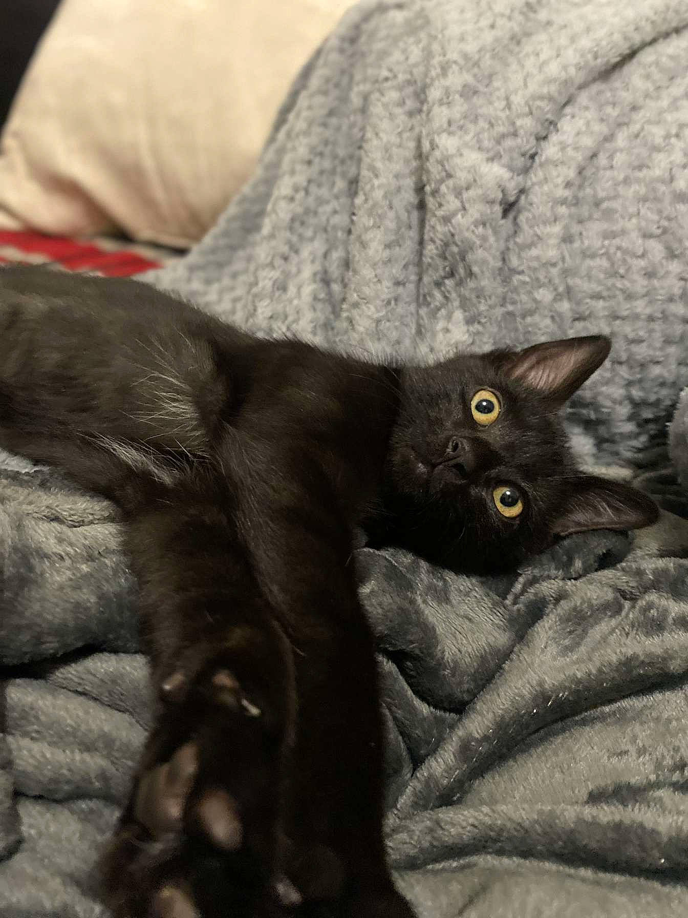 Krokmou a rejoint le concours — aidez-le/la à gagner de superbes lots ! black_cat, bombay, carnivore, cat, claw, close_up, comfort, domestic_short_haired_cat, felidae, fur, grey, havana_brown, paw, russian_blue, small_to_medium_sized_cats, snout, tail, terrestrial_animal, whiskers