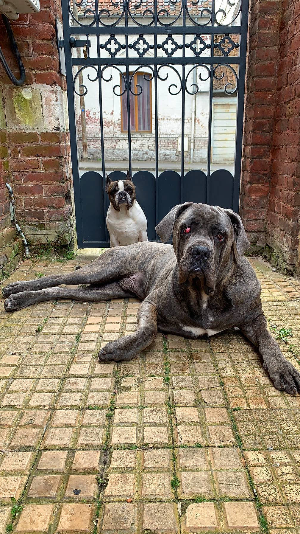 Ragnar participe au concours pour gagner de l'argent avec cette photo : brick, brickwork, canidae, carnivore, companion_dog, dog, dog_breed, dog_supply, fawn, flooring, grass, pet_supply, plant, porch, snout, sporting_group, tail, wood, working_animal, wrinkle