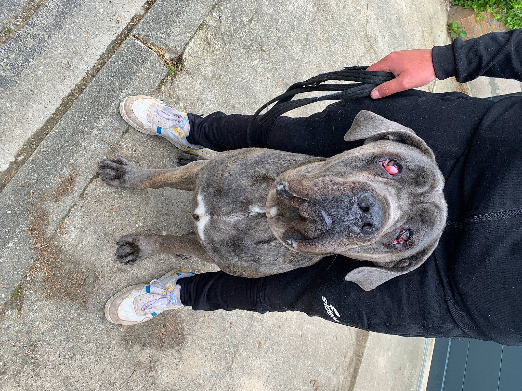 Ragnar a rejoint le concours — aidez-le/la à gagner de superbes lots ! asphalt, canidae, carnivore, collar, companion_dog, concrete, cross_training_shoe, dog, dog_breed, dog_collar, foot, grey, human_leg, leash, outdoor_shoe, road_surface, sneakers, sporting_group, walking_shoe, working_animal