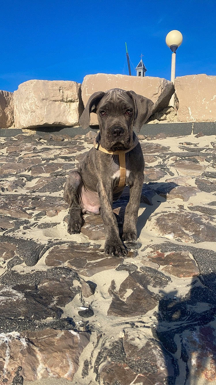 Ragnar participe au concours pour gagner de l'argent avec cette photo : adventure, bedrock, canidae, carnivore, dog, dog_breed, fawn, guard_dog, landscape, rock, sand, shadow, sky, snout, soil, sporting_group, terrestrial_animal, wildlife, working_animal, working_dog