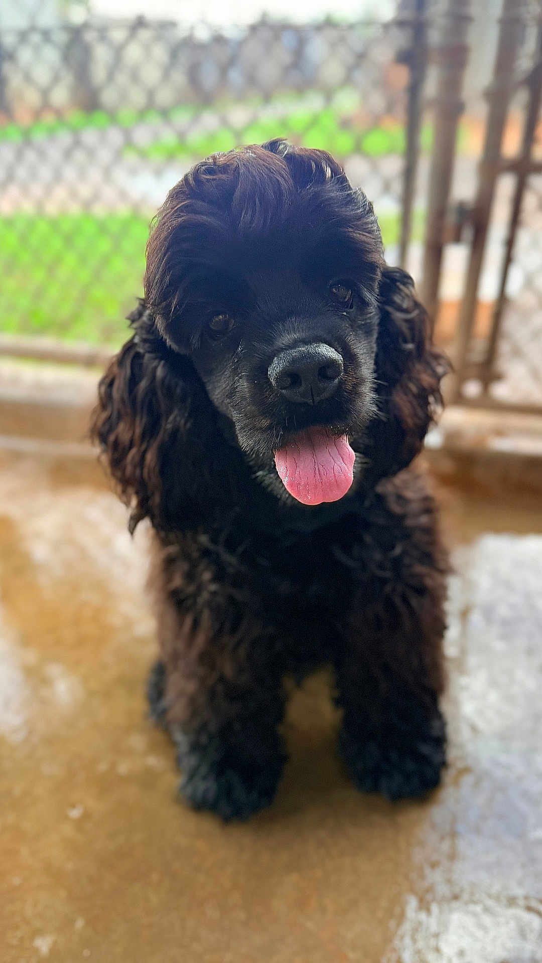 Zorrow joined the competition — help win amazing prizes! dog, black_dog, curly_fur, tongue_out, pet, animal, cute, portrait, sitting, fence, outdoor, blurred_background, canine, friendly, fur, looking_at_camera, companion, domestic_animal, happy, playful