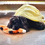 Zorrow joined the competition — help win amazing prizes! dog, black_dog, blanket, plush_toy, orange_toy, resting, sleepy, indoor, floor, pet, cozy, curly_fur, toy, animal, cute, relaxed, fur, snuggling, comfort, nap_time