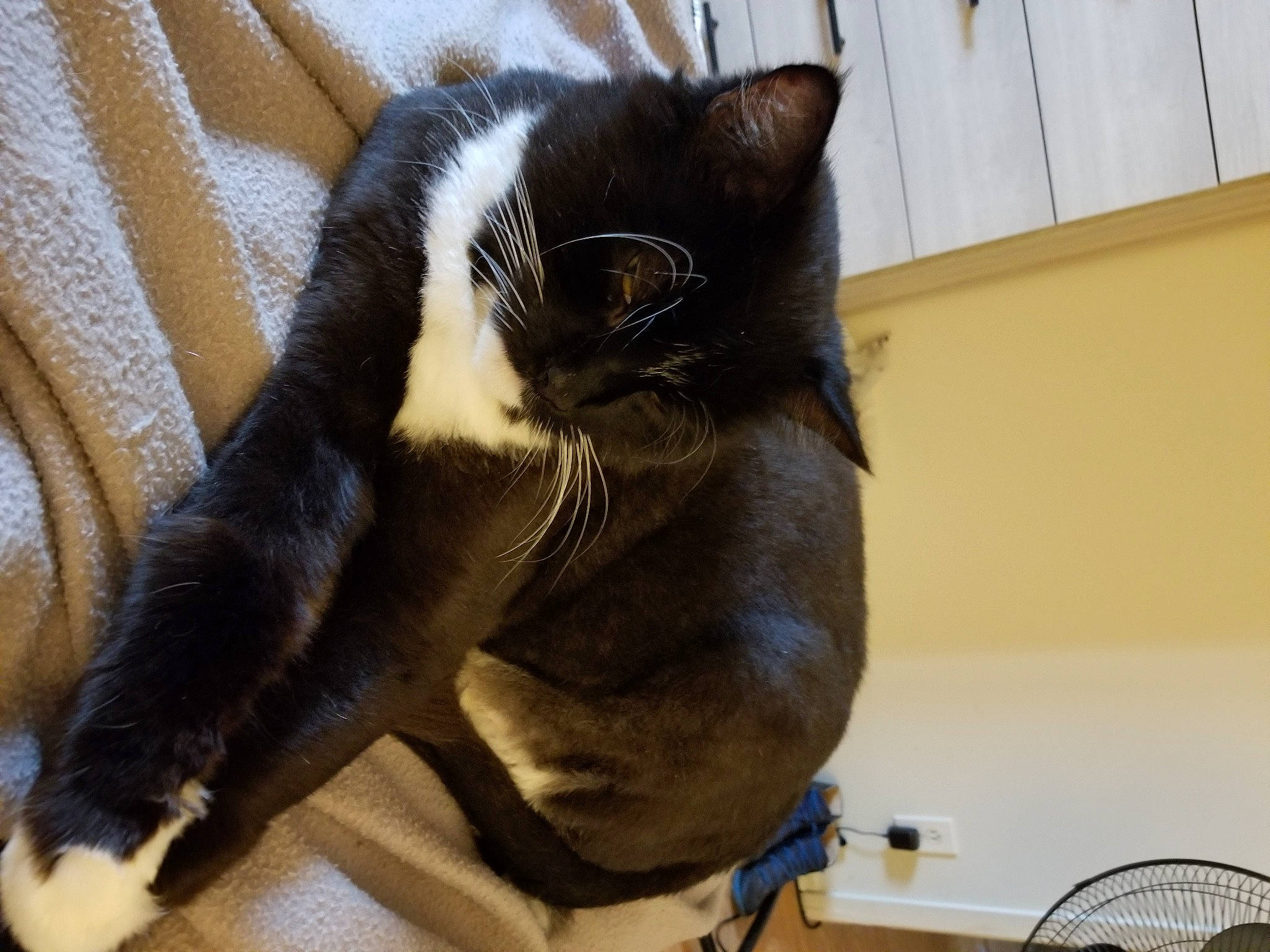 Pinson joined the competition — help win amazing prizes! carnivore, cat, cat_supply, claw, comfort, domestic_short_haired_cat, felidae, fur, paw, pet_supply, small_to_medium_sized_cats, snout, tail, terrestrial_animal, whiskers, window