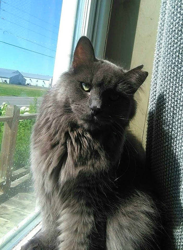 Grizzly joined the competition — help win amazing prizes! black_cat, british_longhair, carnivore, cat, claw, domestic_short_haired_cat, felidae, fixture, fur, grey, monochrome_photography, paw, small_to_medium_sized_cats, tail, terrestrial_animal, whiskers, window