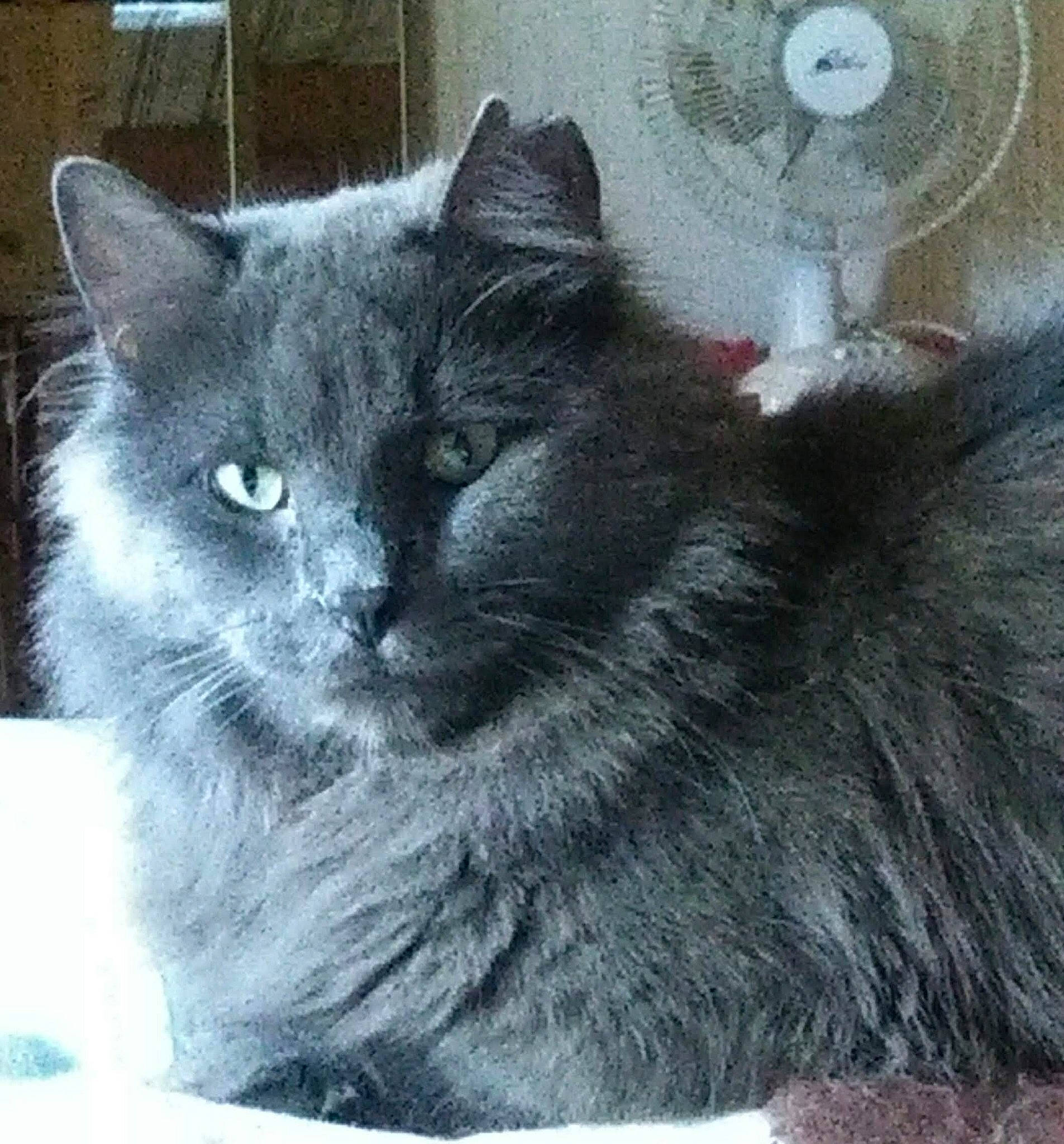 Grizzly is registered to the contest to win money with this photo: art, black_cat, carnivore, cat, domestic_short_haired_cat, felidae, fur, grey, illustration, mammal, monochrome_photography, small_to_medium_sized_cats, snout, tail, vertebrate, whiskers, window