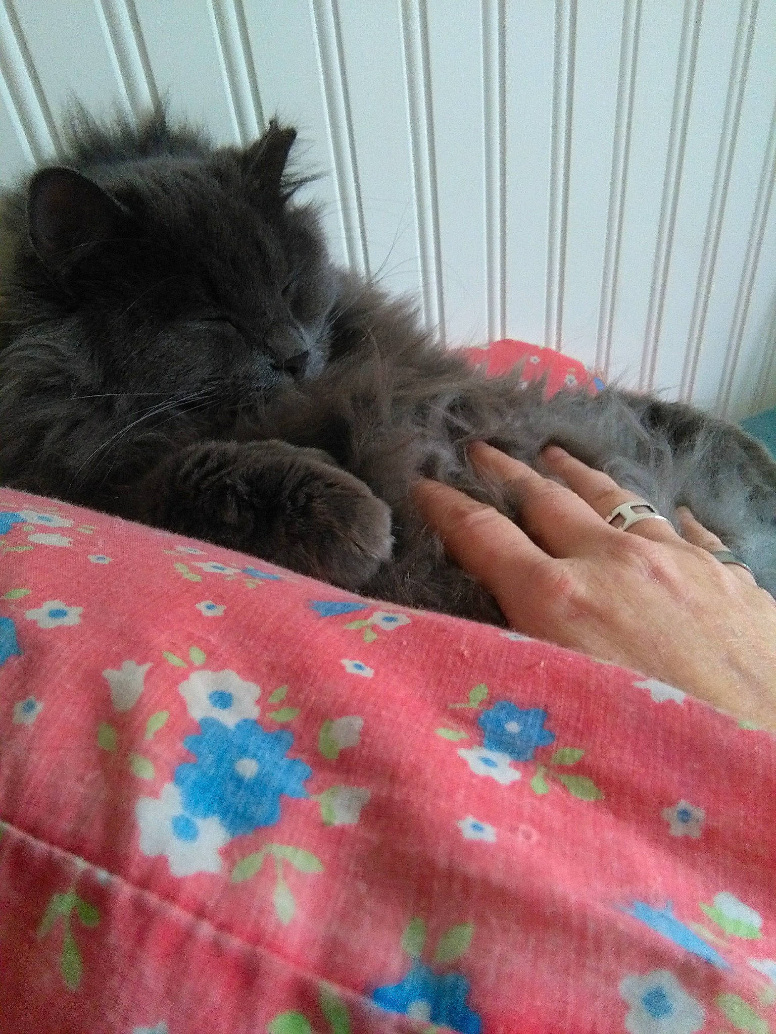 Grizzly is registered to the contest to win money with this photo: bed, bedding, canidae, carnivore, cat, comfort, companion_dog, dog_breed, domestic_short_haired_cat, fawn, felidae, fur, linens, magenta, pattern, small_to_medium_sized_cats, snout, sporting_group, tail, whiskers