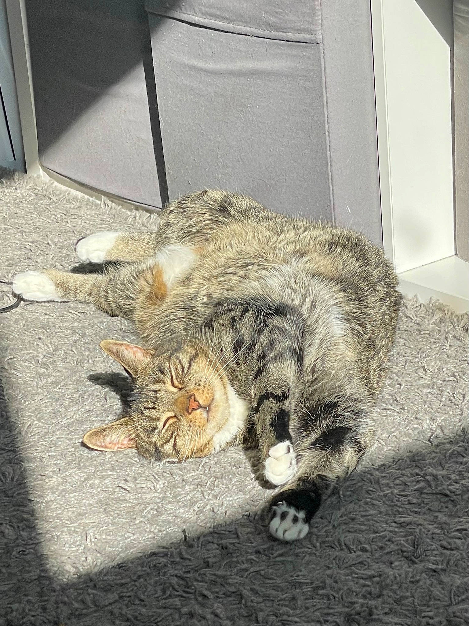 Binx joined the competition — help win amazing prizes! asphalt, canidae, carnivore, cat, claw, domestic_short_haired_cat, fawn, felidae, flooring, fur, nap, paw, road_surface, sidewalk, small_to_medium_sized_cats, snout, tail, terrestrial_animal, whiskers, wood