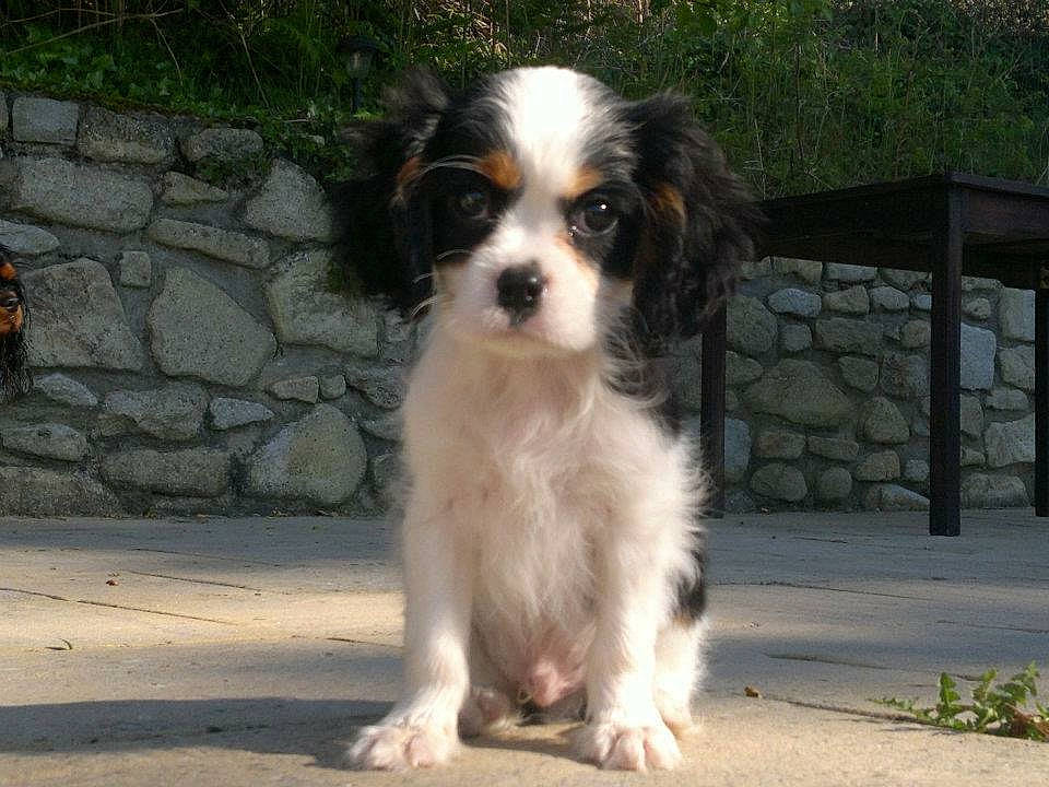 Frank joined the competition — help win amazing prizes! canidae, carnivore, cavalier_king_charles_spaniel, companion_dog, dog, dog_breed, fawn, king_charles_spaniel, mammal, miniature_australian_shepherd, phalene, puppy, rare_breed_dog, small_greek_domestic_dog, snout, spaniel, sporting_group, toy_dog, vertebrate