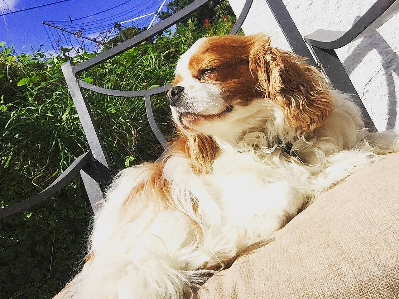 Archie joined the competition — help win amazing prizes! canidae, carnivore, cavalier_king_charles_spaniel, companion_dog, dog, dog_breed, fur, king_charles_spaniel, kooikerhondje, mammal, phalene, rare_breed_dog, spaniel, sporting_group, toy_dog, vertebrate