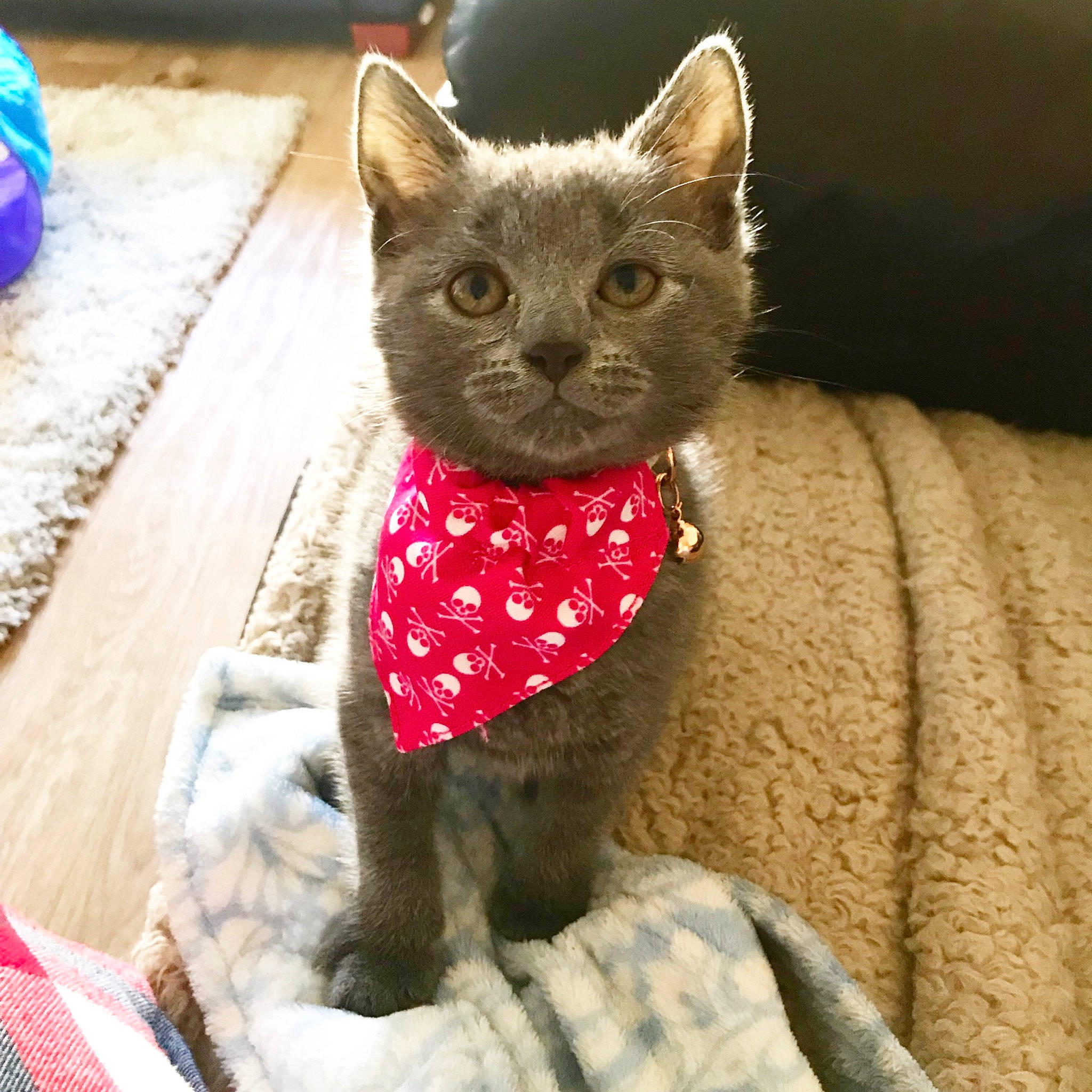 Darcey is registered to the contest to win money with this photo: asian, british_shorthair, burmese, carnivore, cat, chartreux, domestic_short_haired_cat, fawn, felidae, german_rex, kitten, korat, mammal, nebelung, russian_blue, small_to_medium_sized_cats, vertebrate, whiskers