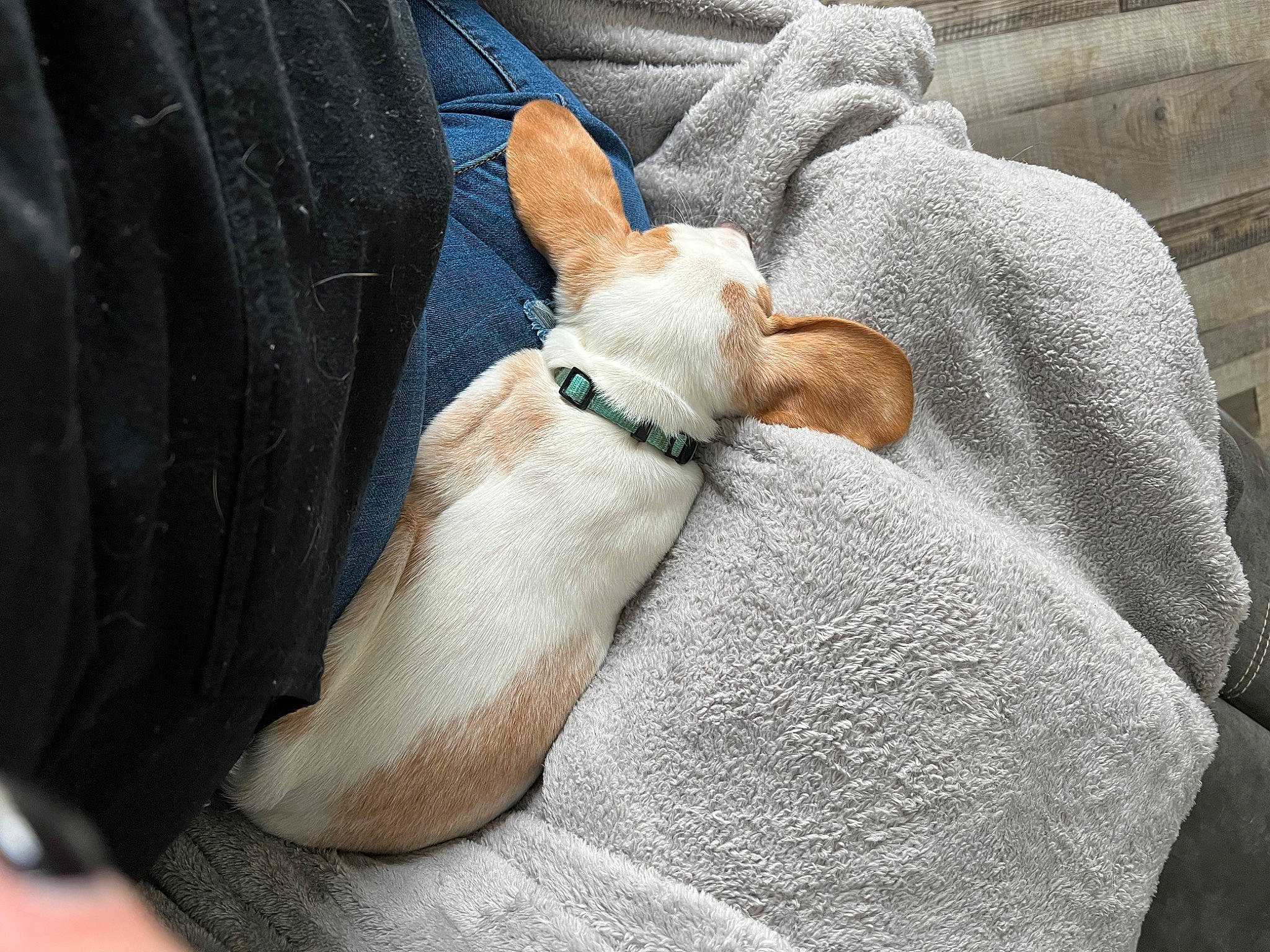 Sophia is registered to the contest to win money with this photo: carnivore, cat, comfort, companion_dog, dog_breed, ear, fawn, felidae, fur, gesture, human_leg, lap, leg, linens, paw, small_to_medium_sized_cats, snout, tail, whiskers, wrist