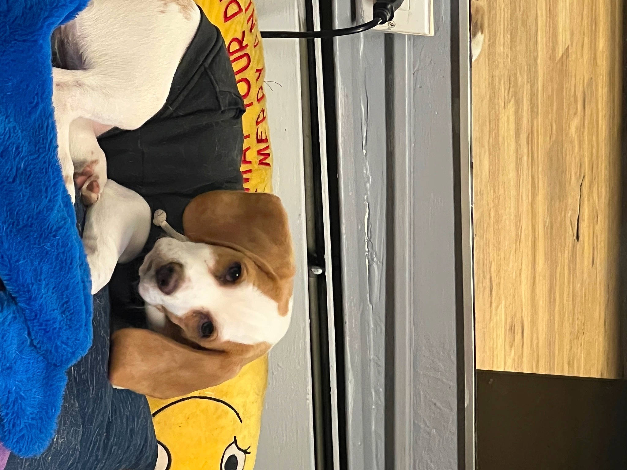 Sophia joined the competition — help win amazing prizes! animal_shelter, ball, carnivore, companion_dog, dog, dog_breed, dog_supply, fawn, flooring, football, fun, fur, pet_supply, recreation, smile, snout, soccer_ball, sporting_group, toy, working_animal