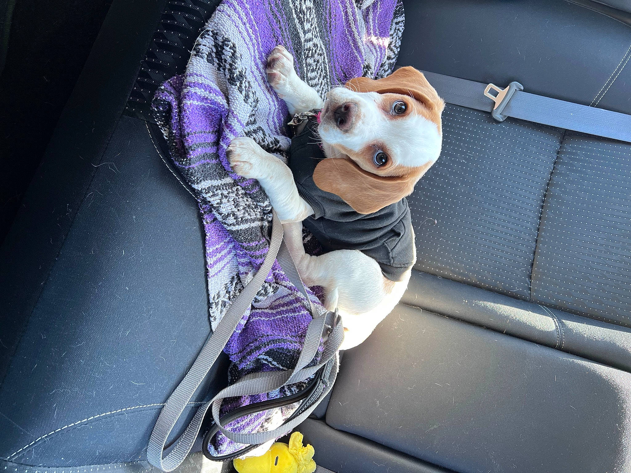 Sophia joined the competition — help win amazing prizes! auto_part, automotive_design, automotive_exterior, car, car_seat, car_seat_cover, carmine, carnivore, companion_dog, dog, dog_breed, dog_supply, fashion_accessory, fawn, motor_vehicle, purple, stuffed_toy, toy, vehicle, vehicle_door