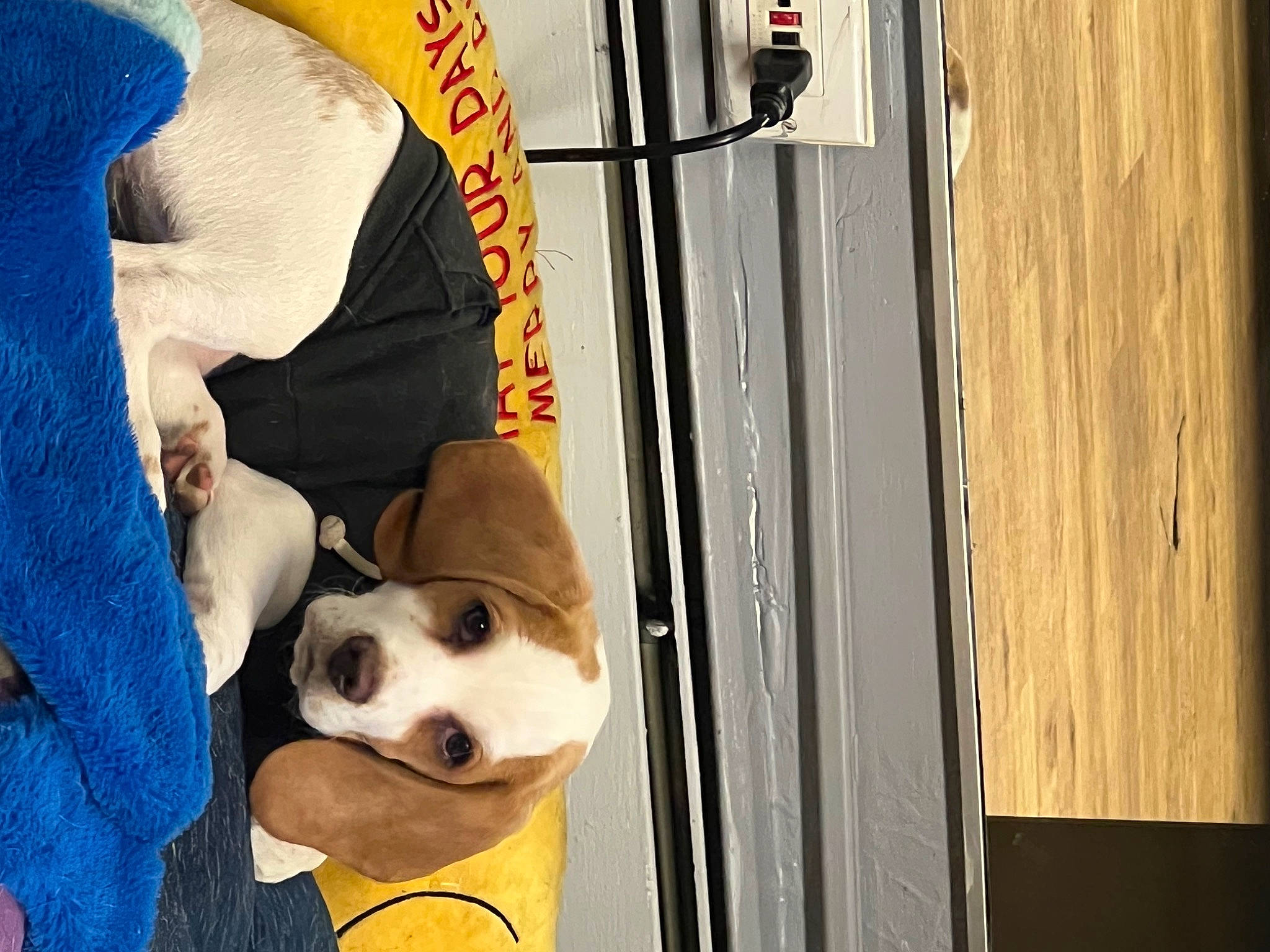 Sophia joined the competition — help win amazing prizes! ball, canidae, carnivore, companion_dog, dog, dog_breed, fashion_accessory, flooring, football, fun, fur, leash, personal_protective_equipment, recreation, snout, sporting_group, street_fashion, wood, working_animal, yellow