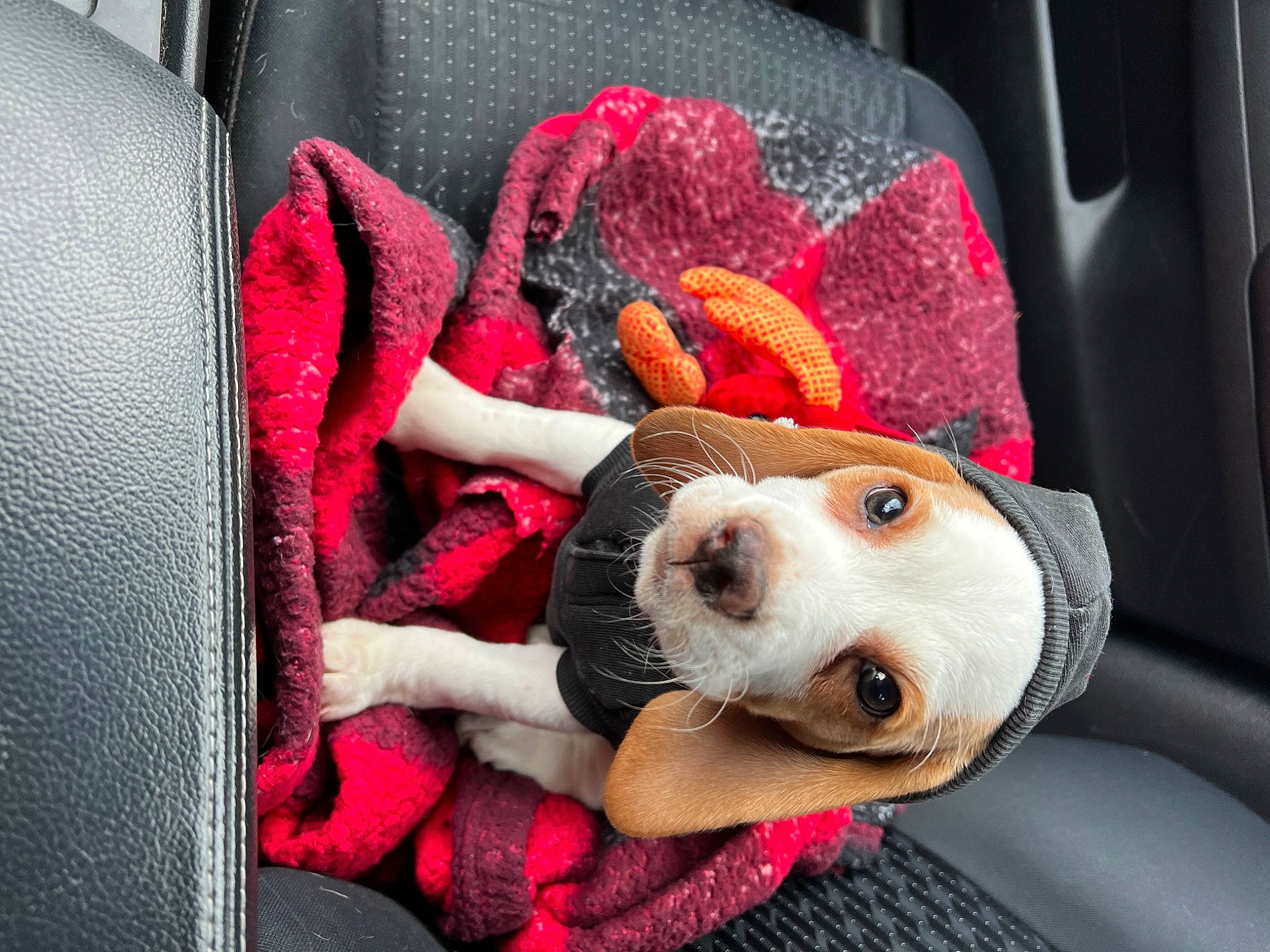 Sophia is registered to the contest to win money with this photo: automotive_design, bag, car_seat, car_seat_cover, carnivore, comfort, companion_dog, couch, dog, dog_breed, dog_supply, fawn, pink, red, seat_belt, snout, stuffed_toy, textile, toy, vehicle_door