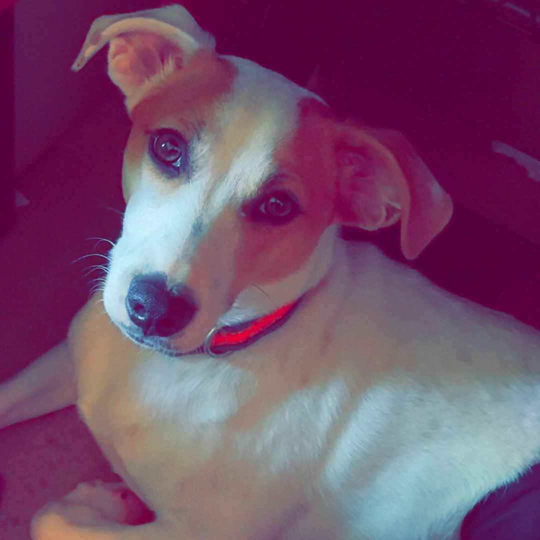 Dexter is registered to the contest to win money with this photo: animal, brown_coat, canine, collar, companion, cute, dog, domestic_animal, ears, expression, face, floor, fur, indoor, looking_up, lying_down, nose, pet, resting, white_coat