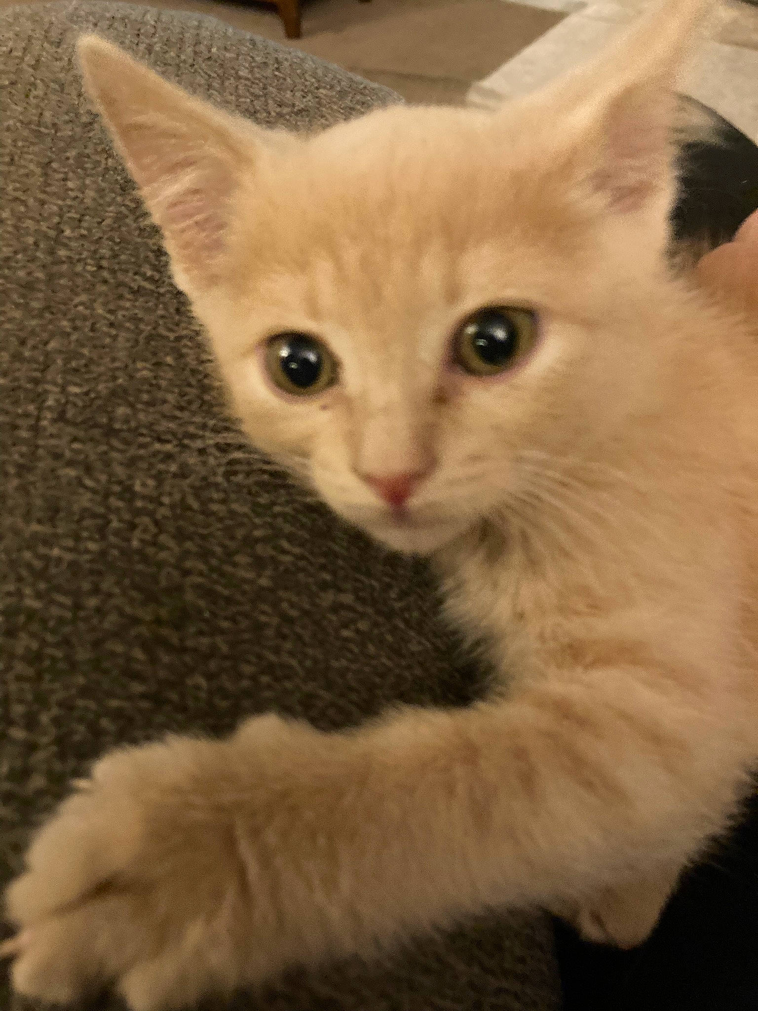 Biscuit is registered to the contest to win money with this photo: carnivore, cat, claw, domestic_short_haired_cat, fawn, felidae, fur, paw, small_to_medium_sized_cats, tail, terrestrial_animal, whiskers