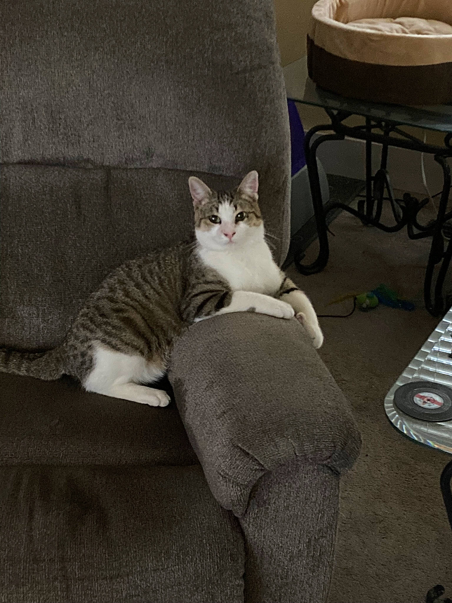 Doug is registered to the contest to win money with this photo: carnivore, cat, comfort, couch, domestic_short_haired_cat, felidae, flooring, fur, furniture, grey, human_leg, lap, linens, paw, room, sitting, small_to_medium_sized_cats, tail, whiskers, wood