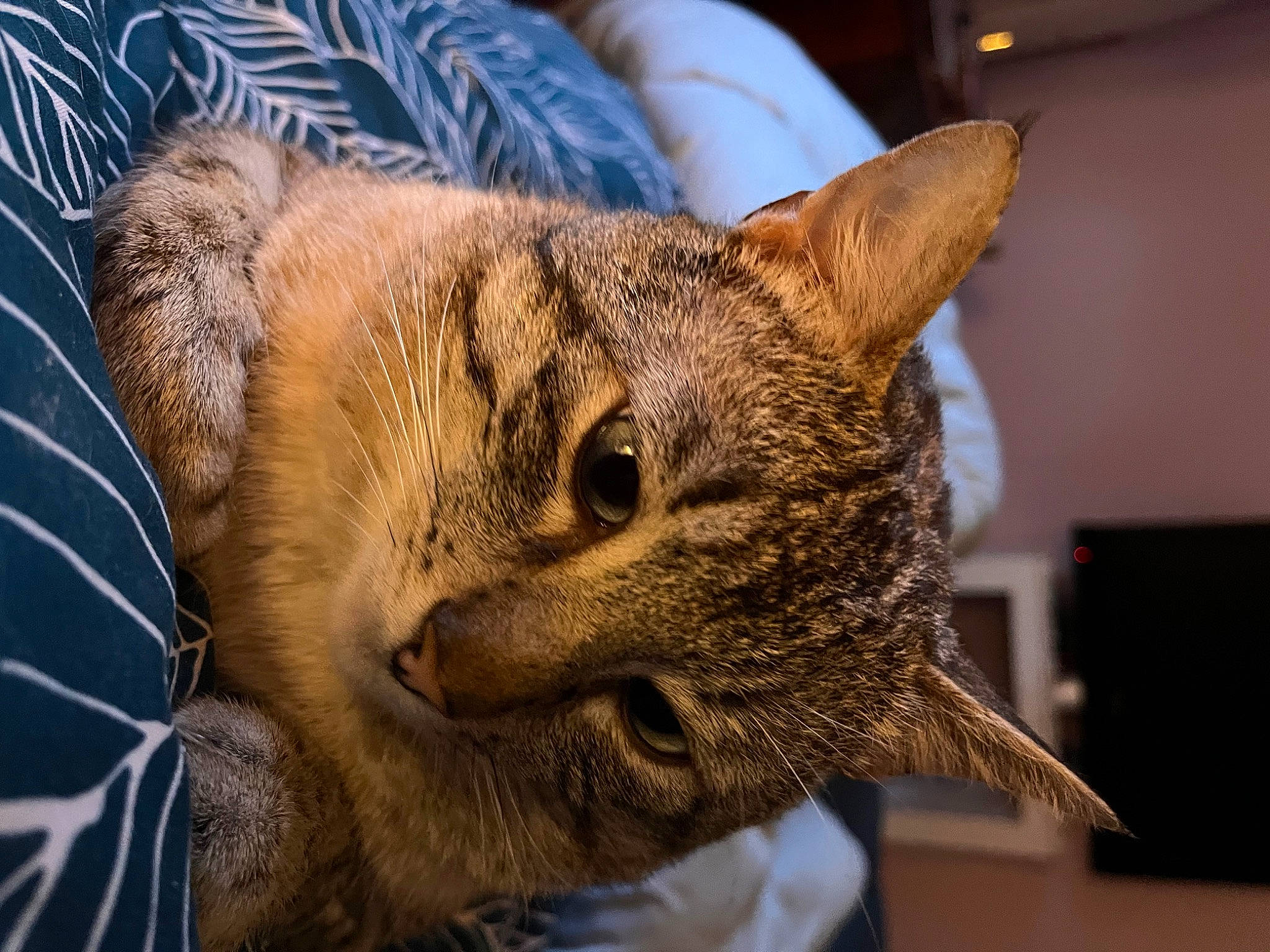 Billy participe au concours pour gagner de l'argent avec cette photo : art, carnivore, cat, claw, domestic_short_haired_cat, ear, felidae, fur, lynx, metal, small_to_medium_sized_cats, snout, terrestrial_animal, whiskers, wildlife, window, wood