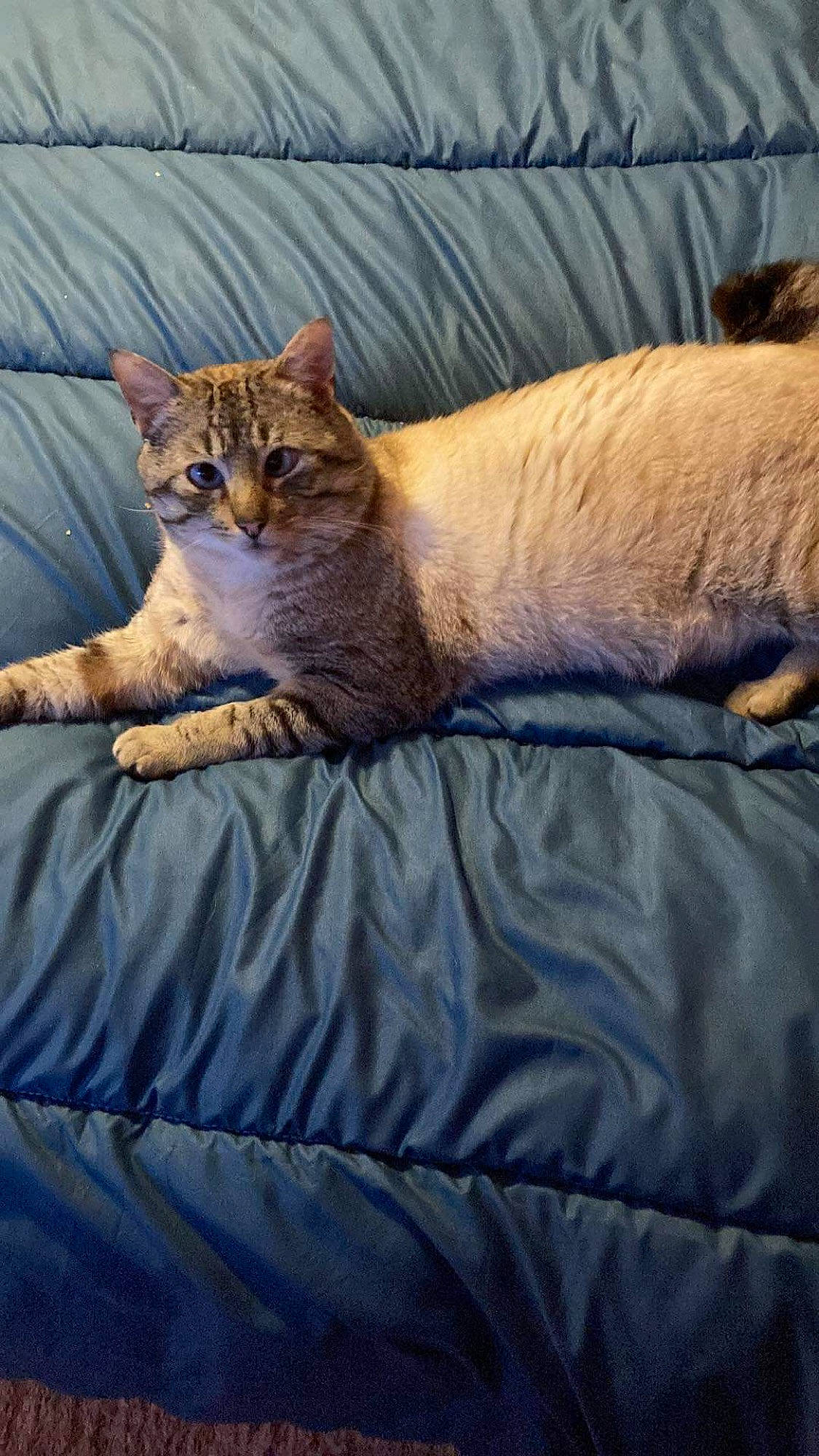 Billy participe au concours pour gagner de l'argent avec cette photo : bed, carnivore, cat, comfort, domestic_short_haired_cat, fawn, felidae, fur, grass, linens, nap, sand, sitting, small_to_medium_sized_cats, snout, tail, terrestrial_animal, tree, whiskers, wildlife