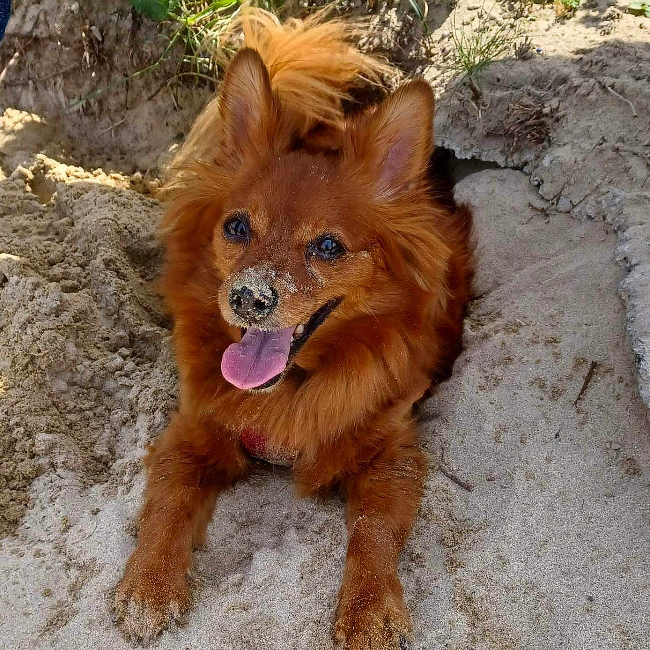Maya a rejoint le concours — aidez-le/la à gagner de superbes lots ! animal, canine, dog, face, goldenretriever, grass, head, herbal, herbs, nature, outdoors, person, pet, photography, plant, portrait, puppy, rock, soil, vegetation