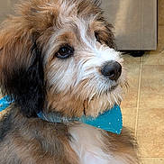 Jackson is registered to the contest to win money with this photo: adorable, animal, bandana, black, blue, brown, close_up, cute, dog, floor, fluffy, fur, indoor, looking_away, pet, portrait, puppy, stainless_steel, white, young