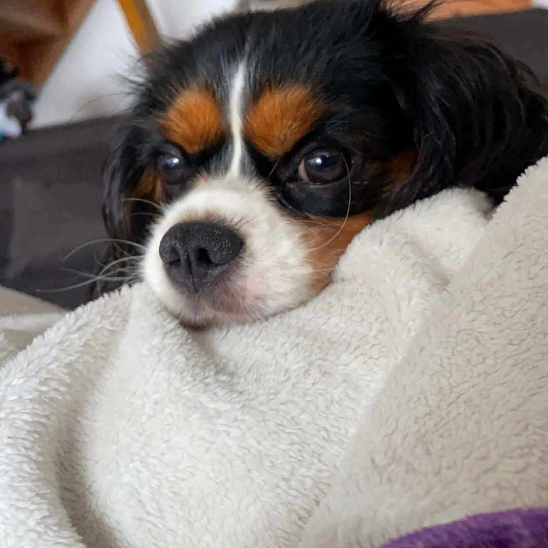 Uma participe au concours pour gagner de l'argent avec cette photo : animal, beagle, blanket, canine, chihuahua, cockerspaniel, dog, furniture, homedecor, hound, linen, papillon, person, pet, puppy, quilt, shelf, sleeping, terrier, towel