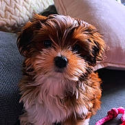 Fern joined the competition — help win amazing prizes! animal, brown, companion, couch, cozy, cushion, cute, dog, domestic_animal, fluffy, fur, indoor, pet, portrait, puppy, rope_toy, sitting, small_dog, toy, white