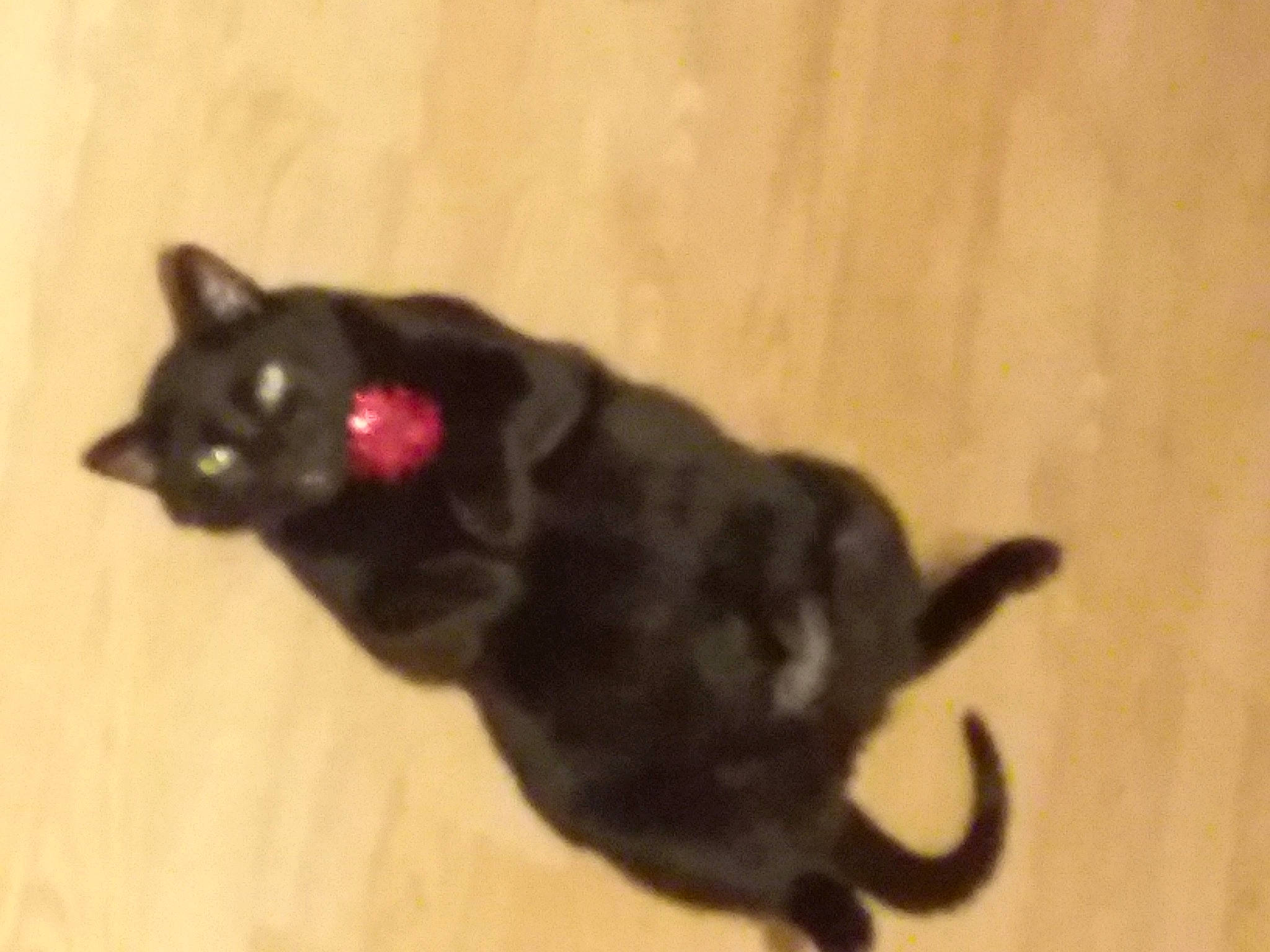 Grimm is registered to the contest to win money with this photo: black_cat, bombay, canidae, carnivore, cat, dog_breed, domestic_short_haired_cat, eye, felidae, flooring, fur, hardwood, paw, small_to_medium_sized_cats, snout, sporting_group, tail, terrestrial_animal, whiskers, wood