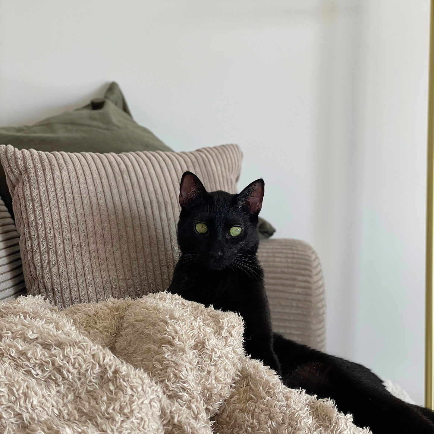 Fidget participe au concours pour gagner de l'argent avec cette photo : abyssinian, animal, architecture, blackcat, blanket, building, canine, cat, chair, couch, cushion, dog, furniture, homedecor, indoors, kitten, livingroom, manx, pet, pillow