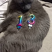 Bibi a rejoint le concours — aidez-le/la à gagner de superbes lots ! accessories, alloywheel, animal, car, carwheel, cat, couch, furniture, jewelry, kitten, machine, manx, pet, sphere, spoke, strap, tire, transportation, vehicle, wheel