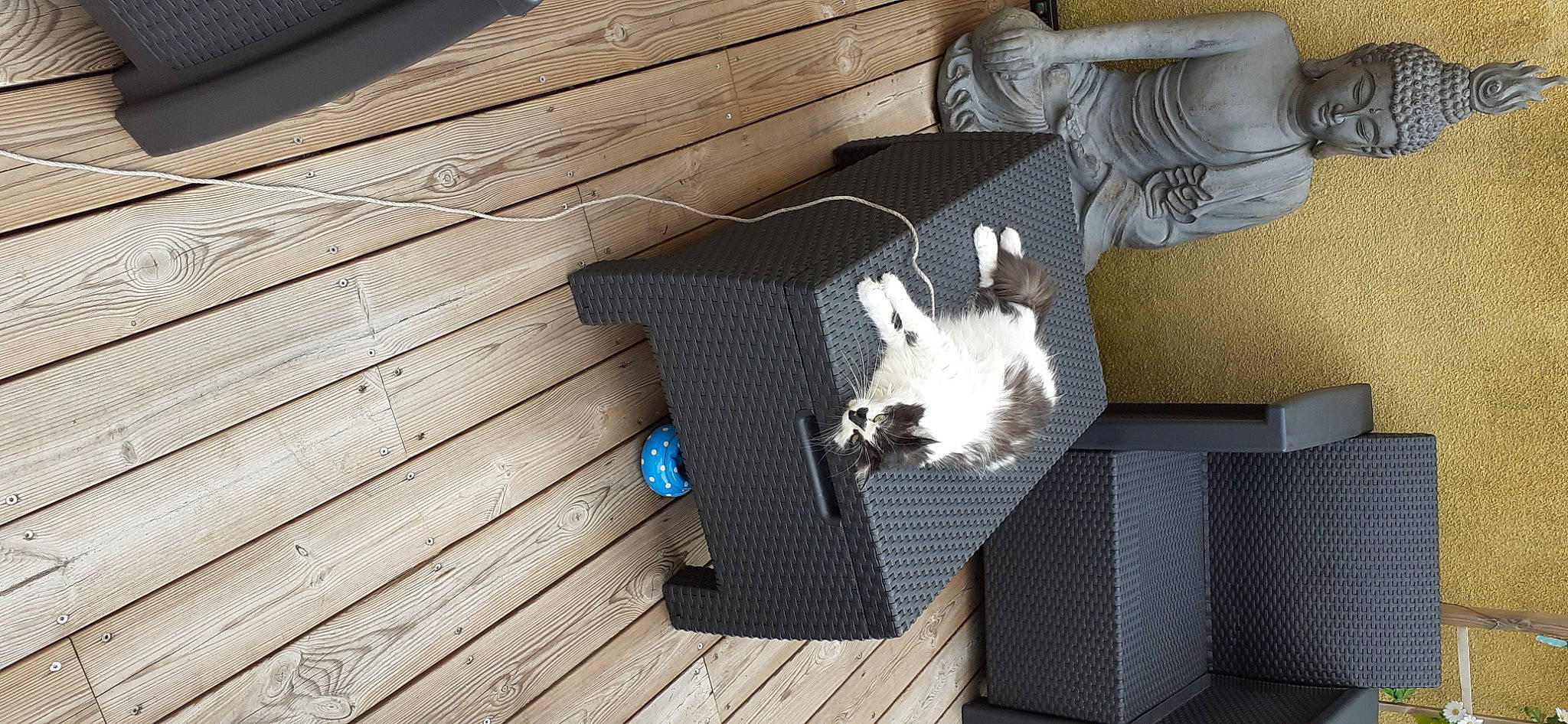 Lola a rejoint le concours — aidez-le/la à gagner de superbes lots ! cat, floor, flooring, furniture, table, wood