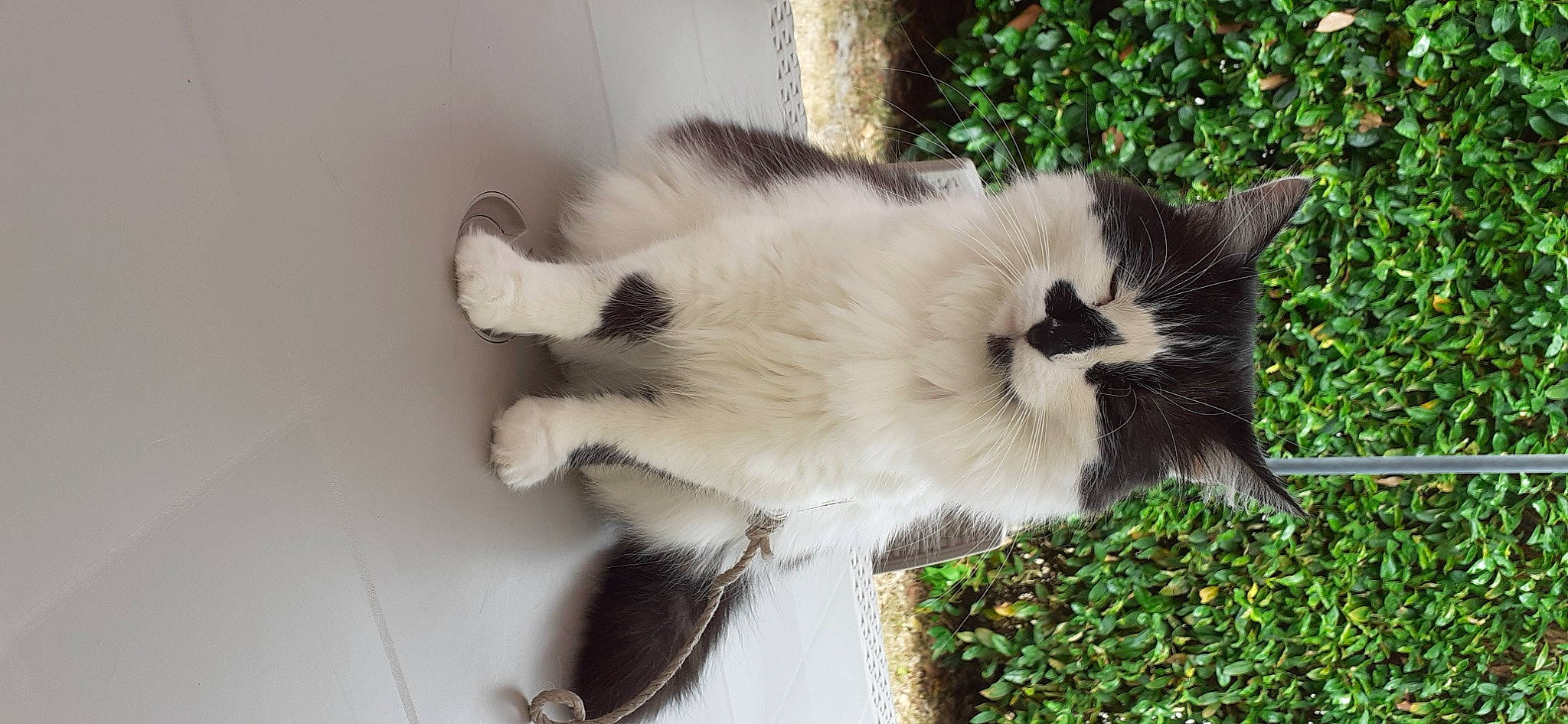 Lola participe au concours pour gagner de l'argent avec cette photo : balinese, birman, canidae, carnivore, cat, claw, felidae, fur, ragamuffin, ragdoll, small_to_medium_sized_cats, tail, whiskers