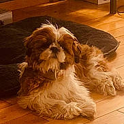 Alba participe au concours pour gagner de l'argent avec cette photo : dog, small_dog, fluffy, shih_tzu, long_hair, brown_and_white, lying_down, indoor, wooden_floor, pet_bed, home, living_room, cozy, warm_lighting, resting, looking_at_camera, animal, companion, furniture, black_background