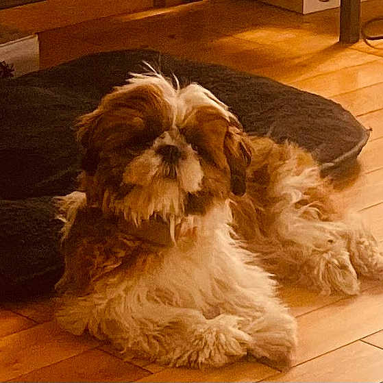 Alba participe au concours pour gagner de l'argent avec cette photo : dog, small_dog, fluffy, shih_tzu, long_hair, brown_and_white, lying_down, indoor, wooden_floor, pet_bed, home, living_room, cozy, warm_lighting, resting, looking_at_camera, animal, companion, furniture, black_background