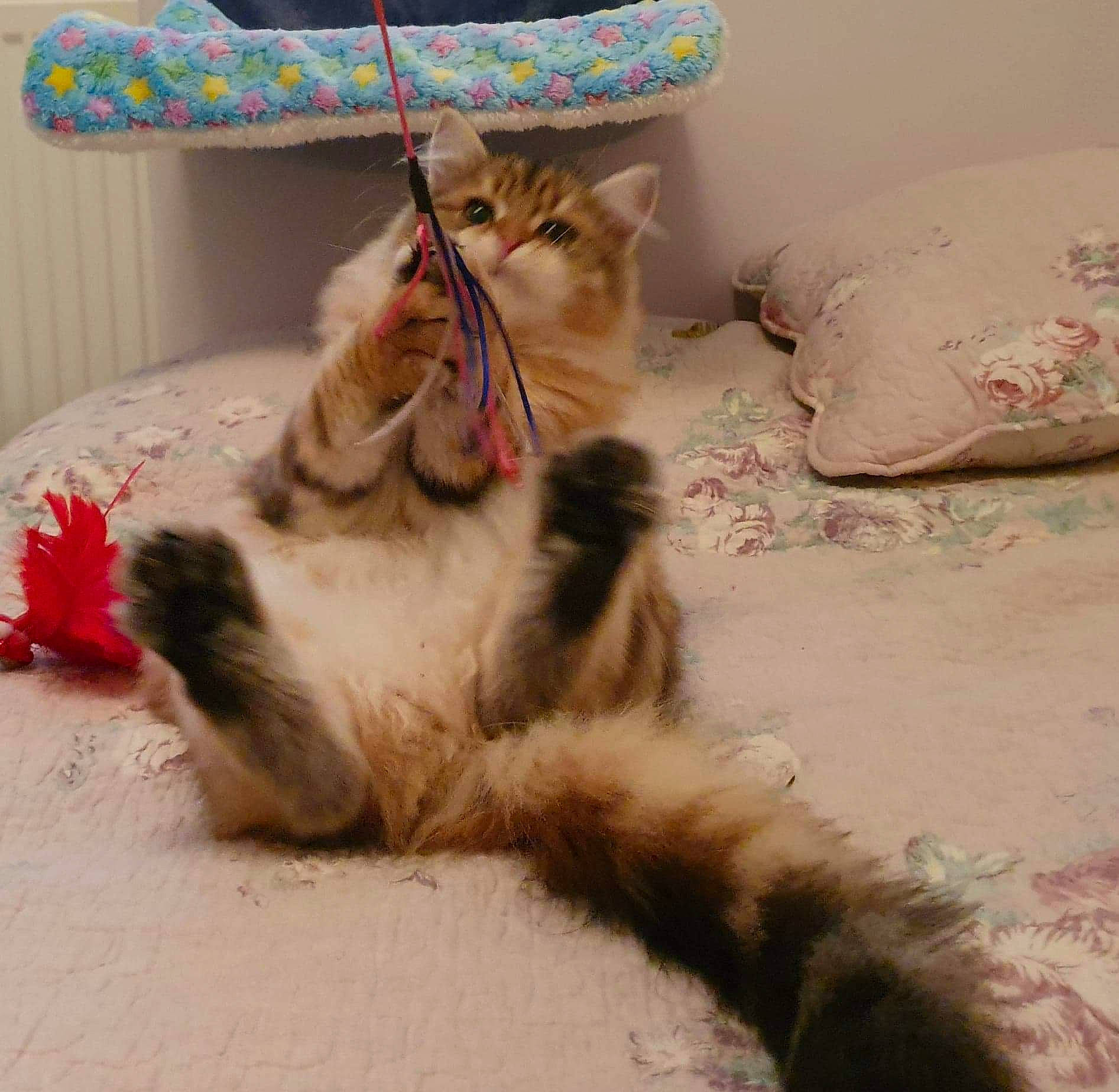 Gustav joined the competition — help win amazing prizes! american_curl, carnivore, cat, claw, domestic_long_haired_cat, fawn, felidae, fur, kitten, maine_coon, mammal, norwegian_forest_cat, paw, persian, polydactyl_cat, ragamuffin, siberian, small_to_medium_sized_cats, tail, whiskers