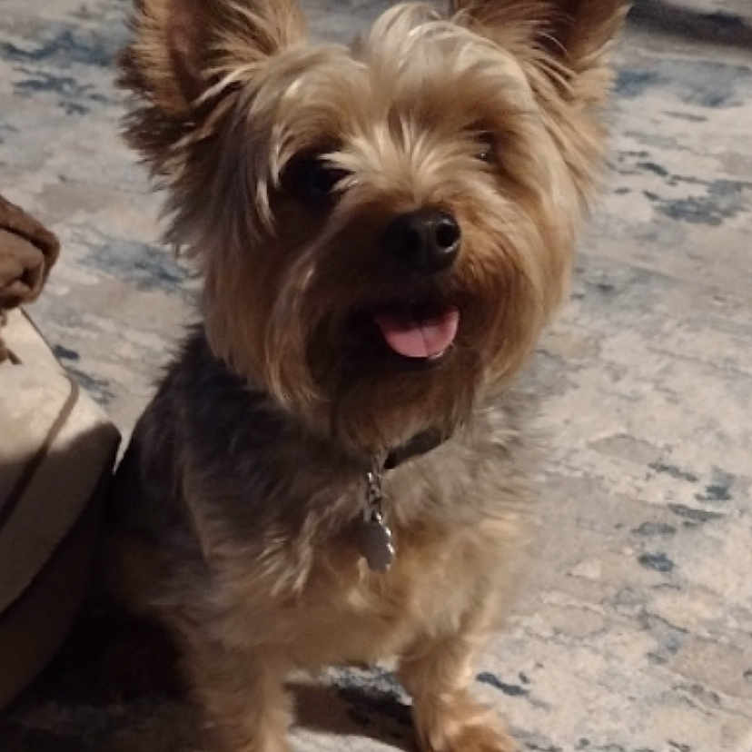 Murphy joined the competition — help win amazing prizes! animal, canine, carpet, collar, companionship, cute, dog, domestic_animal, ears, floor, friendly, fur, happy, home, indoor, paw, pet, portrait, small_dog, tongue