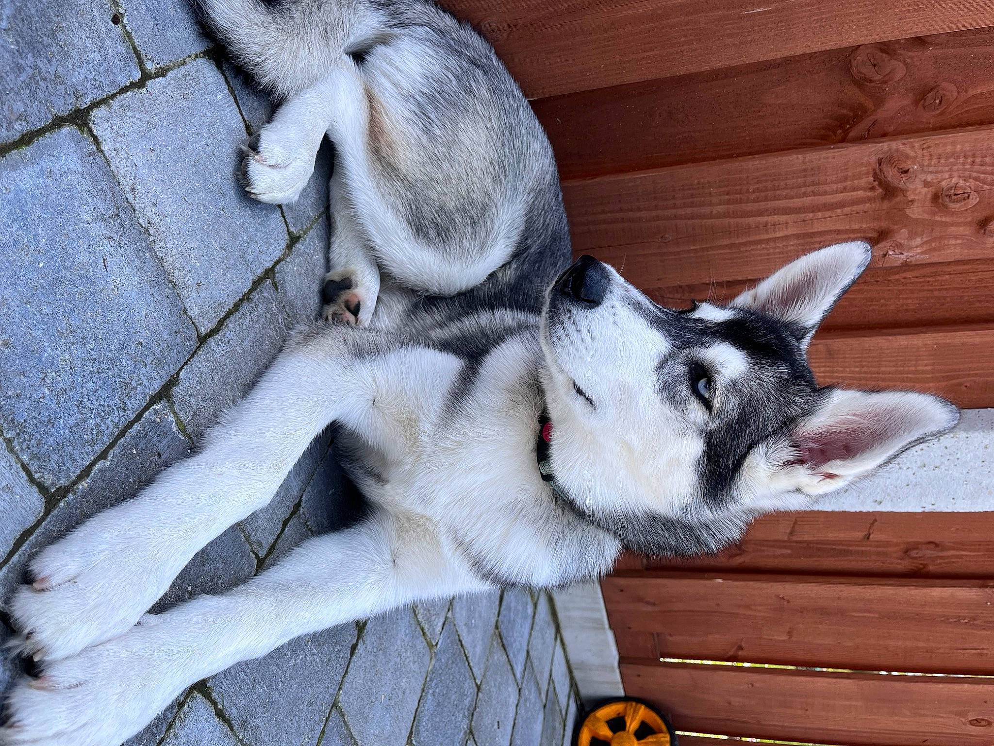 Hoshi participe au concours pour gagner de l'argent avec cette photo : calabaza, carnivore, comfort, companion_dog, dog, dog_breed, ear, eye, fawn, foot, fur, grey, paw, pumpkin, sporting_group, tail, terrestrial_animal, whiskers, window, wood