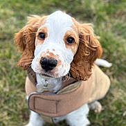 Arlo a rejoint le concours — aidez-le/la à gagner de superbes lots ! puppy, dog, grass, brown, white, fur, ears, coat, animal, pet, cute, outdoor, young, canine, portrait, sitting, looking_up, nature, adorable, fluffy